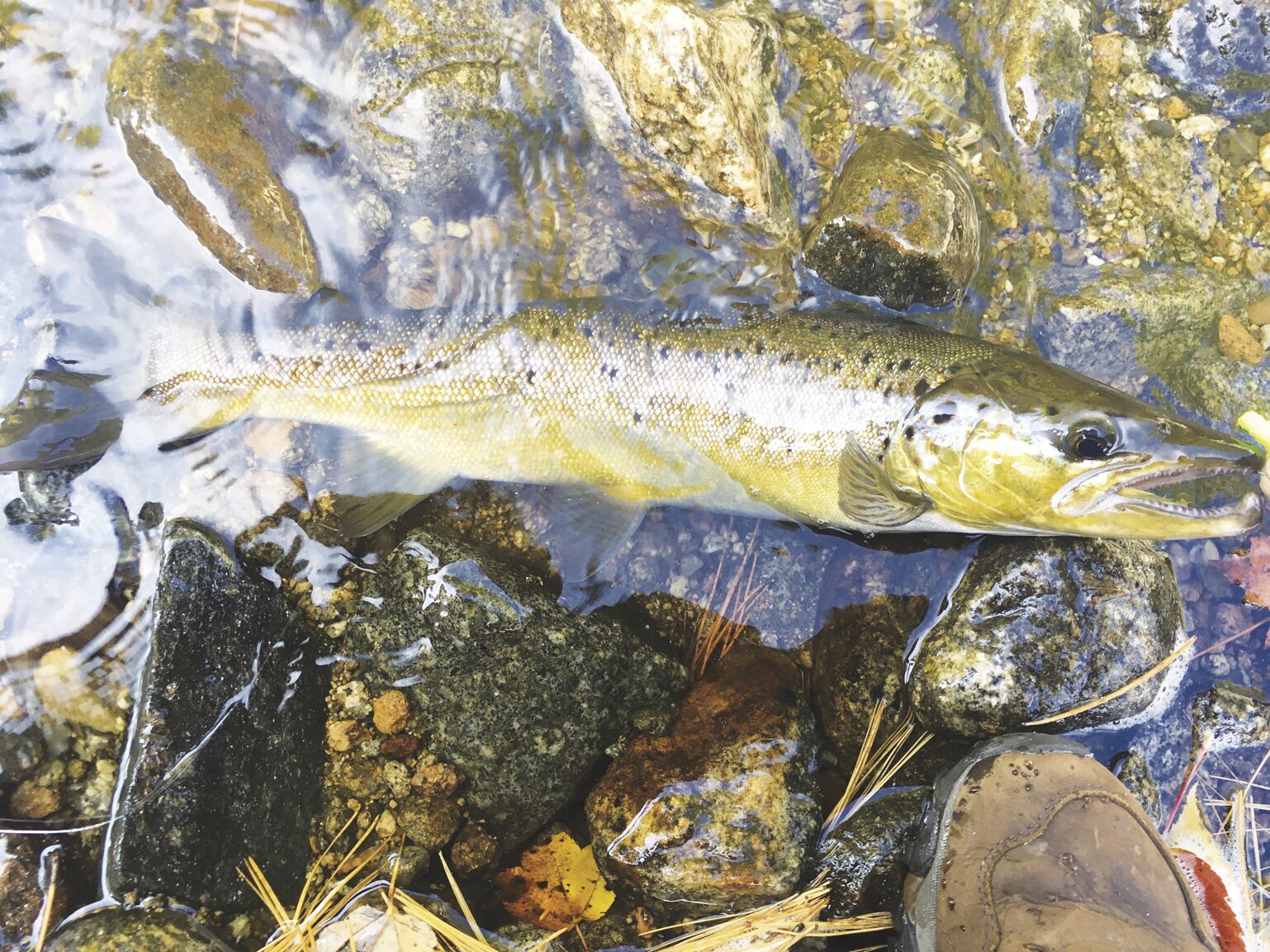 North Country Angling: Troutman and the old timer’s opening day